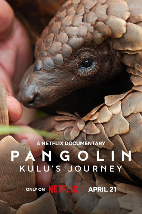 Pangolin: Kulu's Journey | سفر پنگولینی به اسم کولو